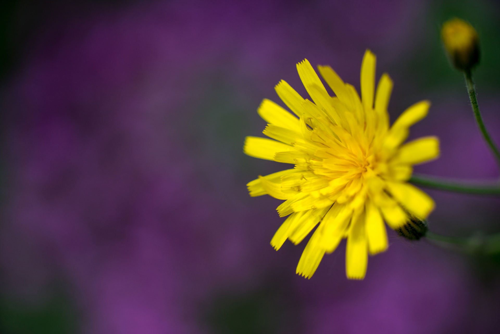 20180606-DSC09507.jpg 20180606-DSC09507.jpg