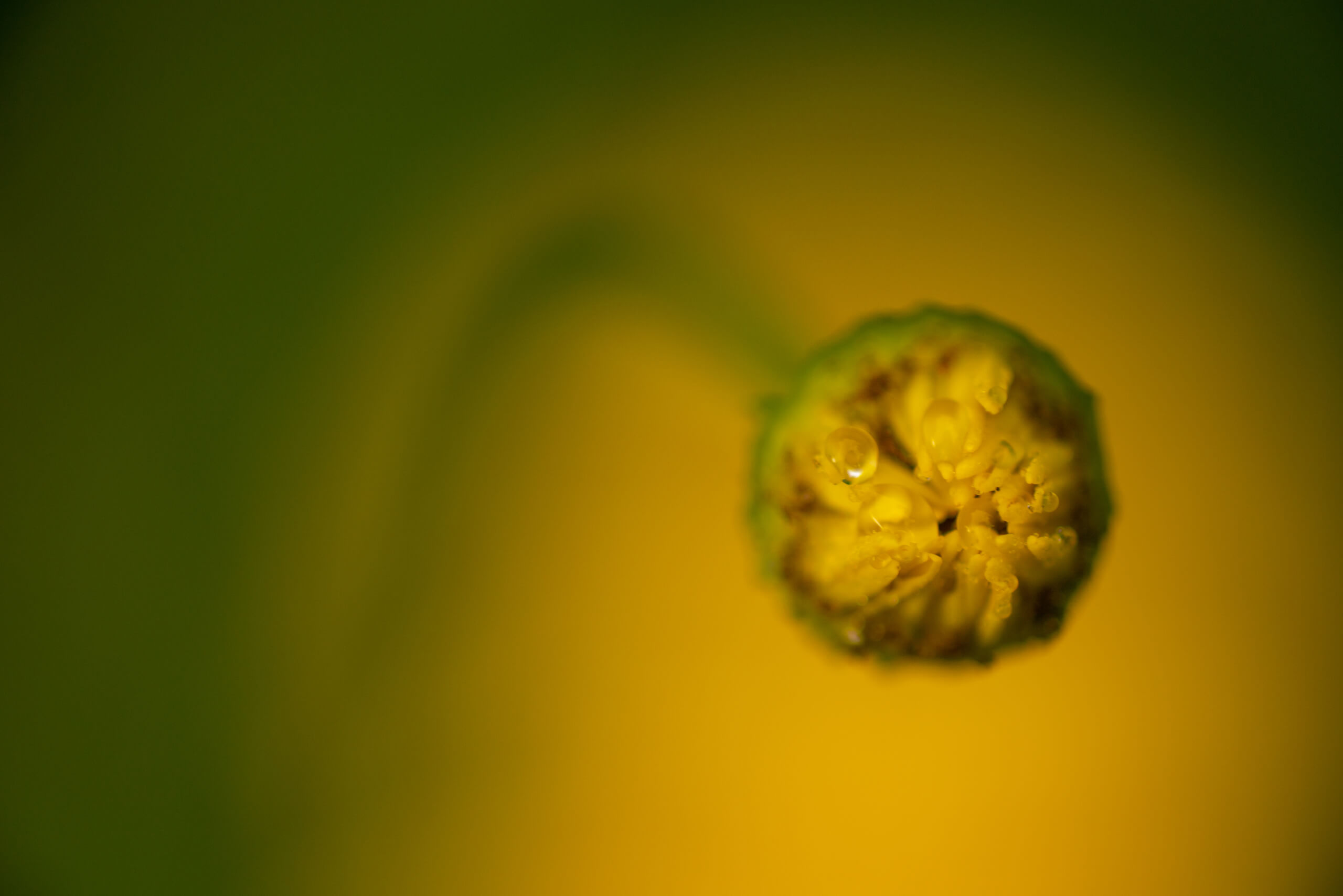 20210624-DSC02375.jpg 20210624-DSC02375.jpg